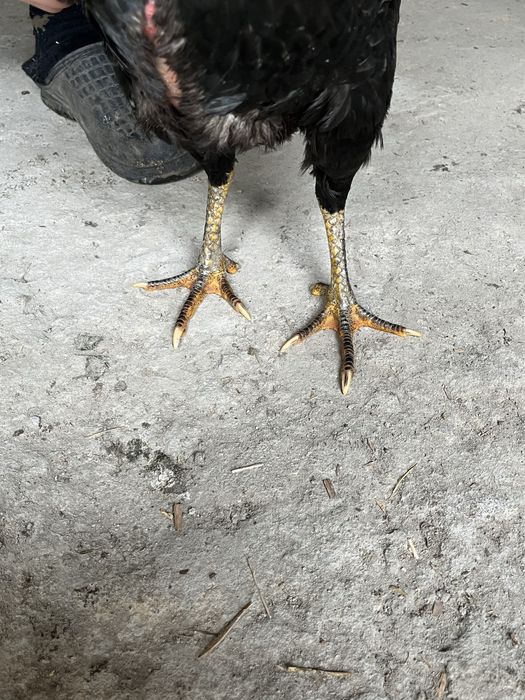 Продам даканиху молодая