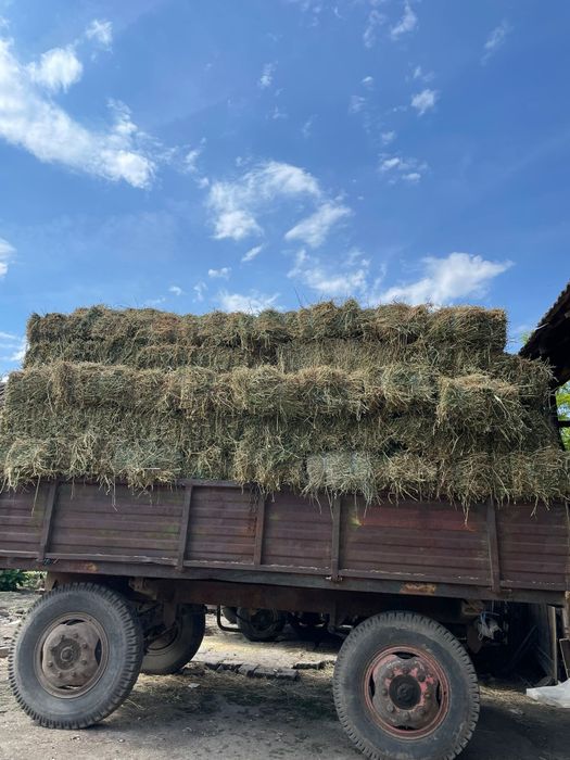 Vând baloți de lucernă