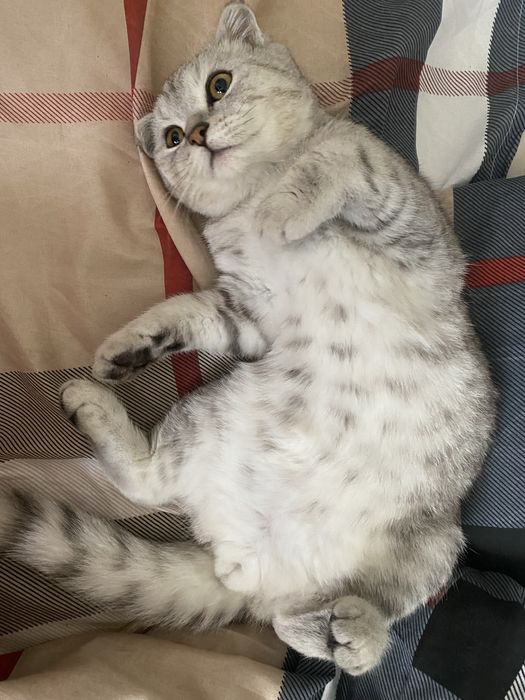 Шотландская серебристая шиншилла 5мес.