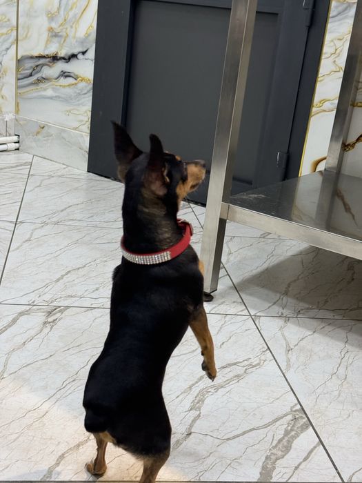 Продам мини тойтерьер девочка