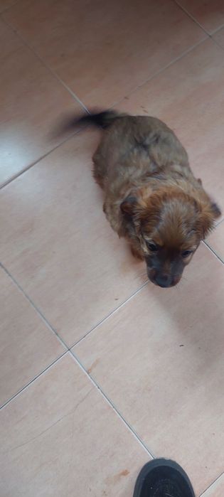 Щенок девочка 2 мес.