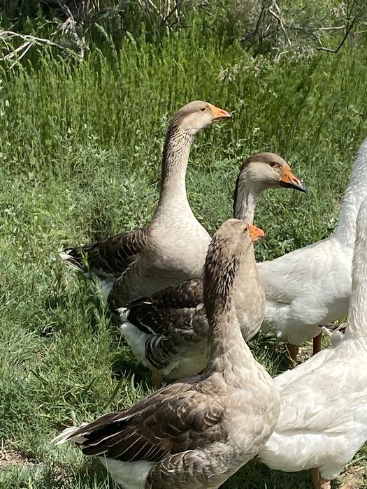 Крестьянкое хозяйство в Атырау