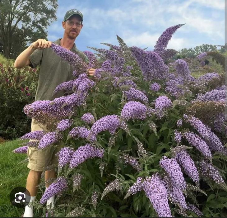 Многолетние цветы