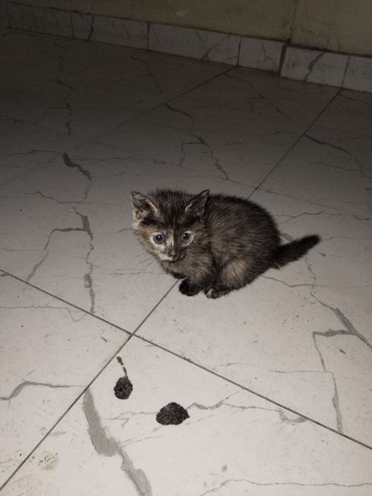 Два котёнок улица Бабур 78дом аэропорт мост 12 дом