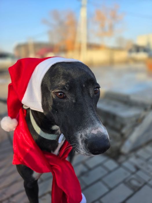 Собака девочка ищет семью и дом