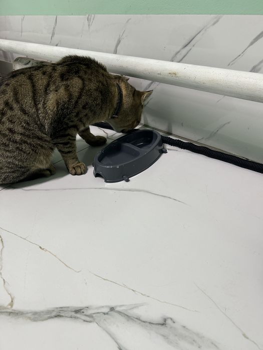 Отдам взрослого кота- мышелова