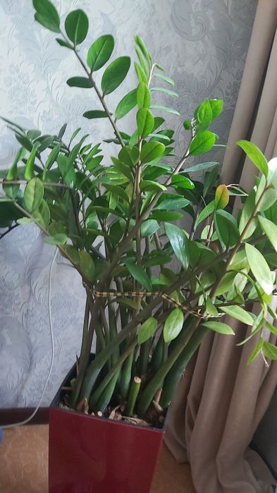 Цветы комнатные в горшке