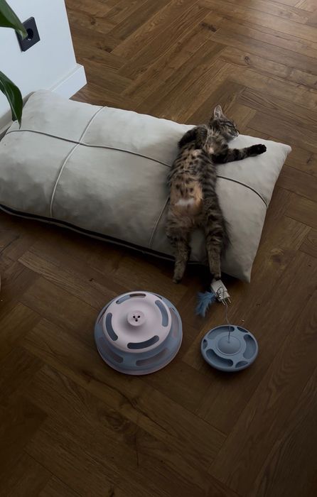Котенок снайпер ищет дом, с приданным
