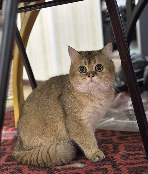 Сезонные скидки! Золотая шиншила на вязку!