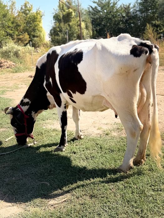 3 ші тума сүтті бұзаулы сиыр