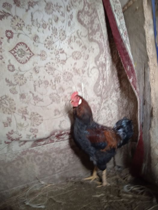 Атештер сатылады