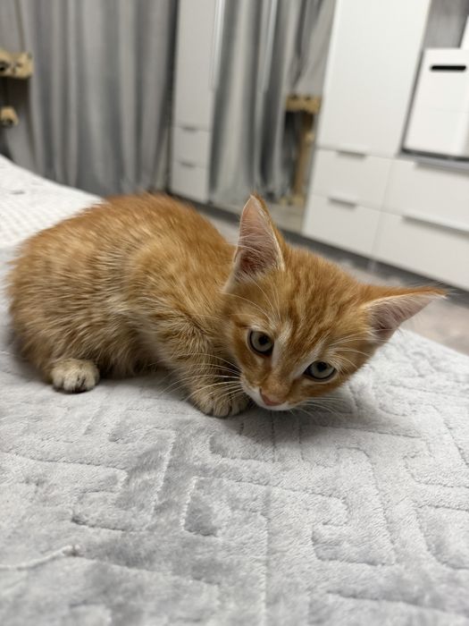 Котенок мальчик оба
