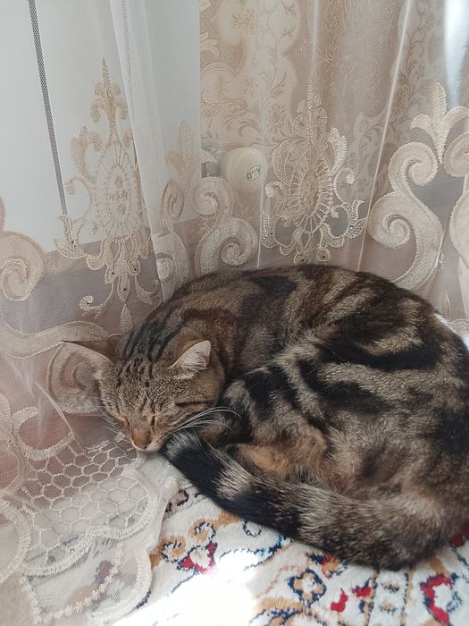 Отдам бесплатно кота