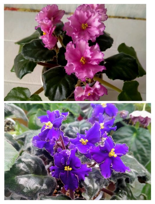 Комнатные цветы фиалки, цветущие!!!