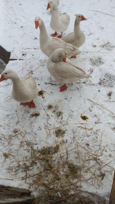 Инкубационное гусиное яйцо