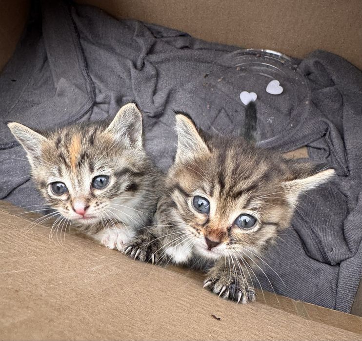 Отдам в добрые руки котят