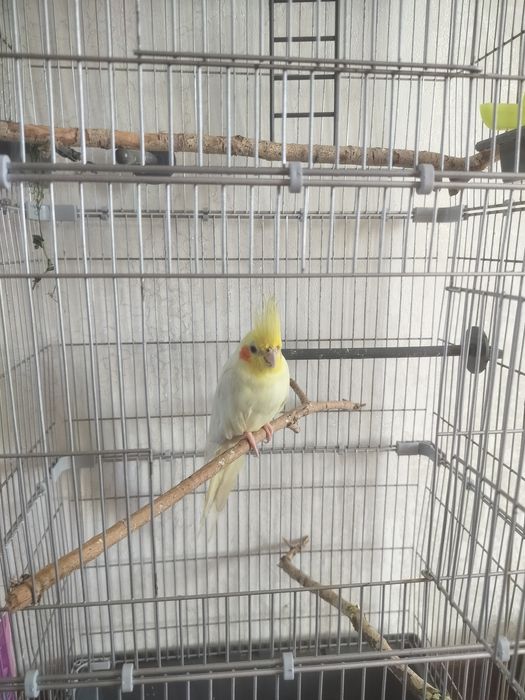 Срочно Попугай корелла птицы