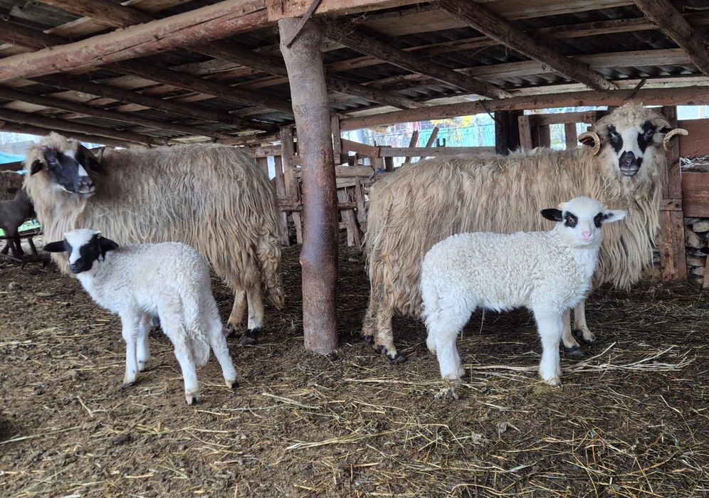 De vânzare oi cu miei