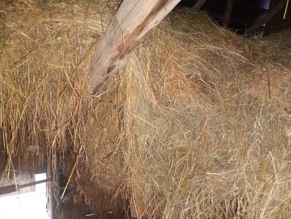 Vând fân de gradina