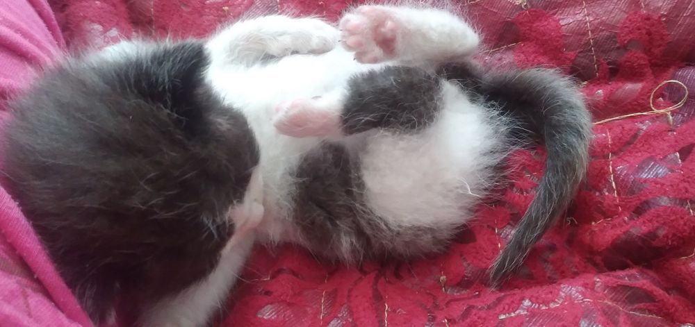 Отдам котёнка в добрые руки