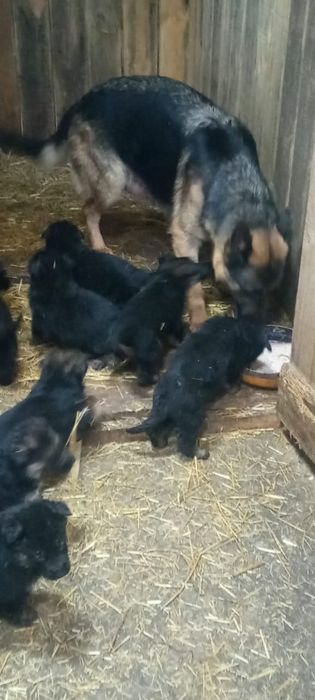 Щенки немецкой овчарки