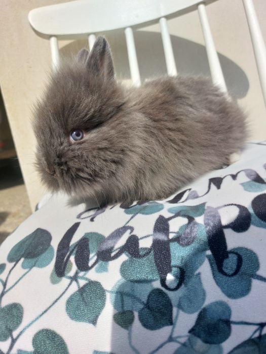 Iepuri teddy pitic, 6 saptamani