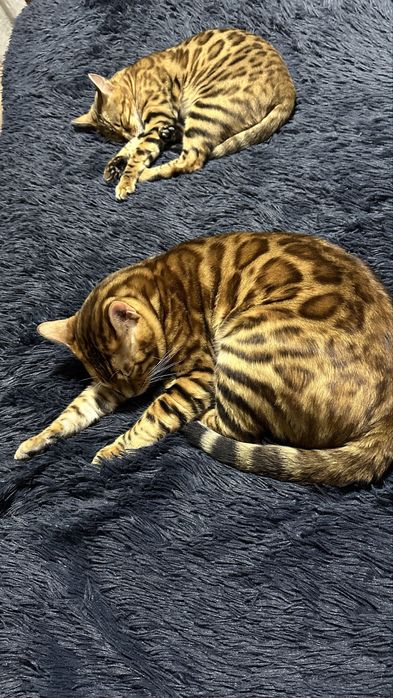 Бенгал мушуги сотилади