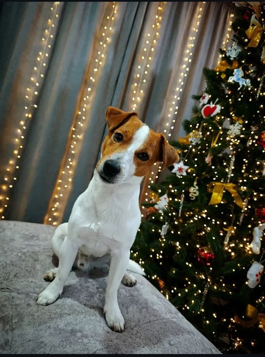 Джек Рассел терьер