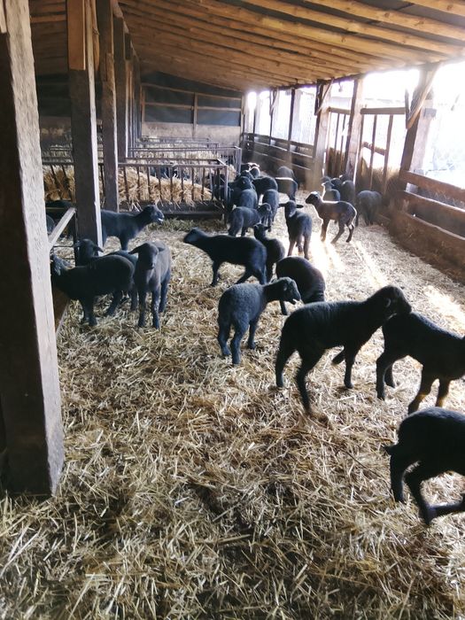 Продавам 160 овце