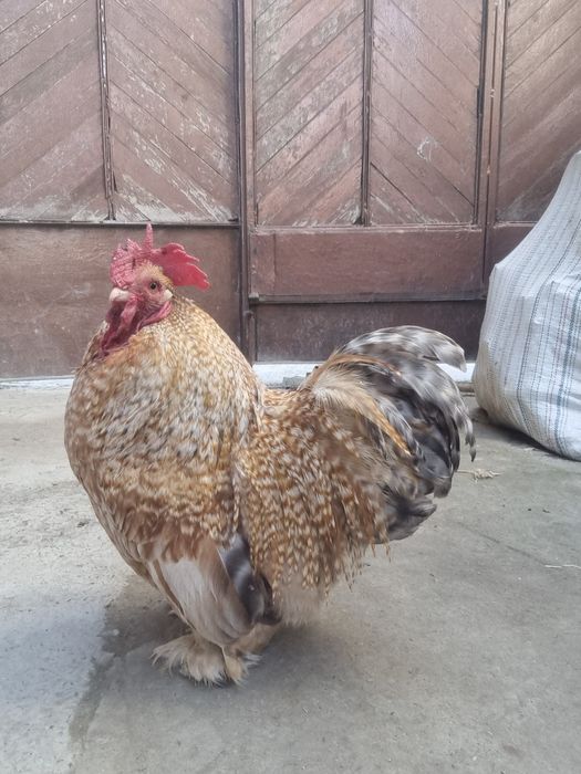 Choyne xoroz sotiladi