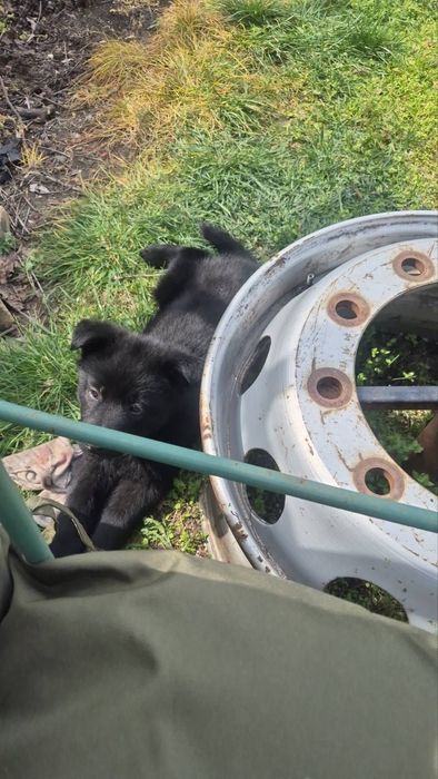 Немска овчарка черна мъжки