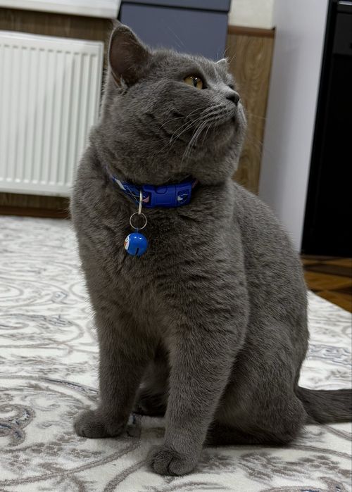British Shorthair Blue. - Для вязки. КОТ НЕ ПРОДАЕТСЯ!