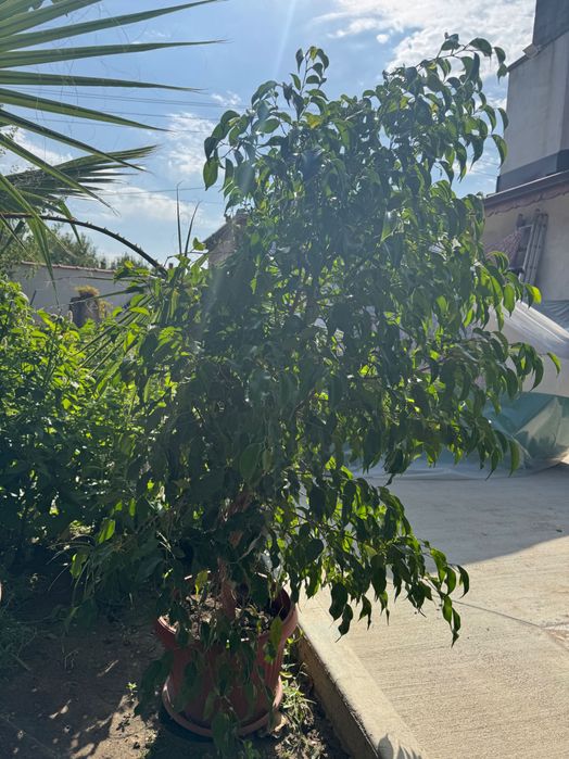 Бенджамин в саксия