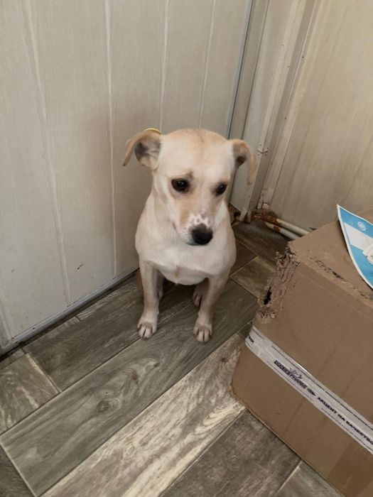 Щенок девочка  ищет  дом! Костанай! Привезем!