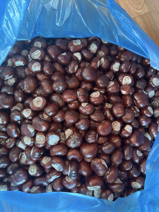 Продам Каштан конский