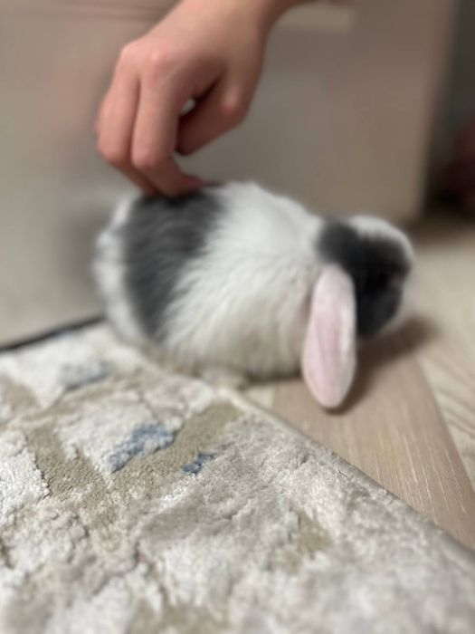 Продаю кролика Quyon sotiladi