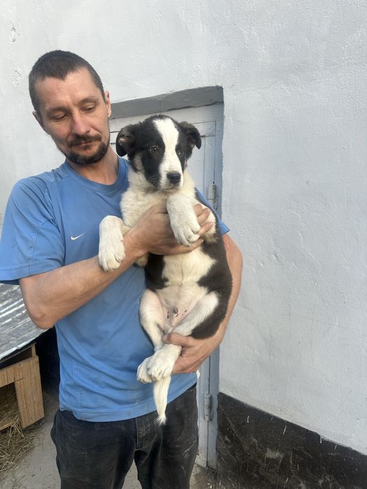 Щенок в ответственные руки.