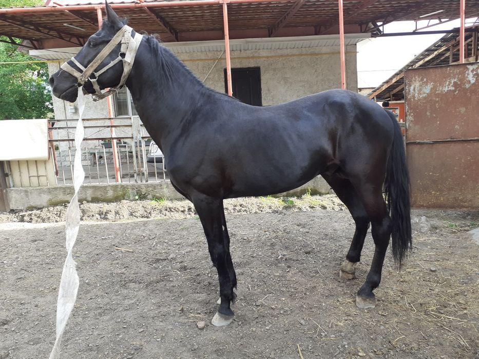 Продам жеребца .