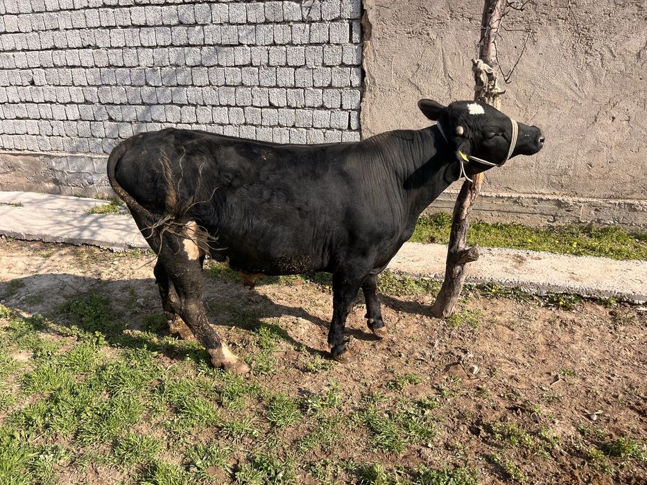 Бык бұқа буқа қошқар тоқты еркек