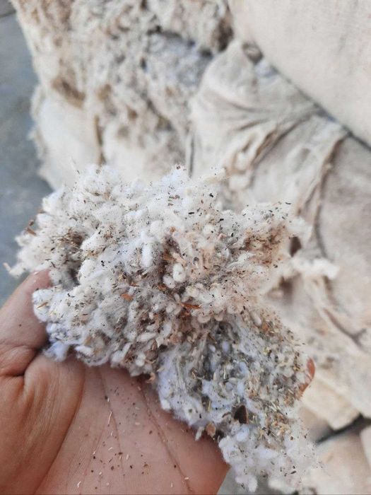 Йем той пахта шулха