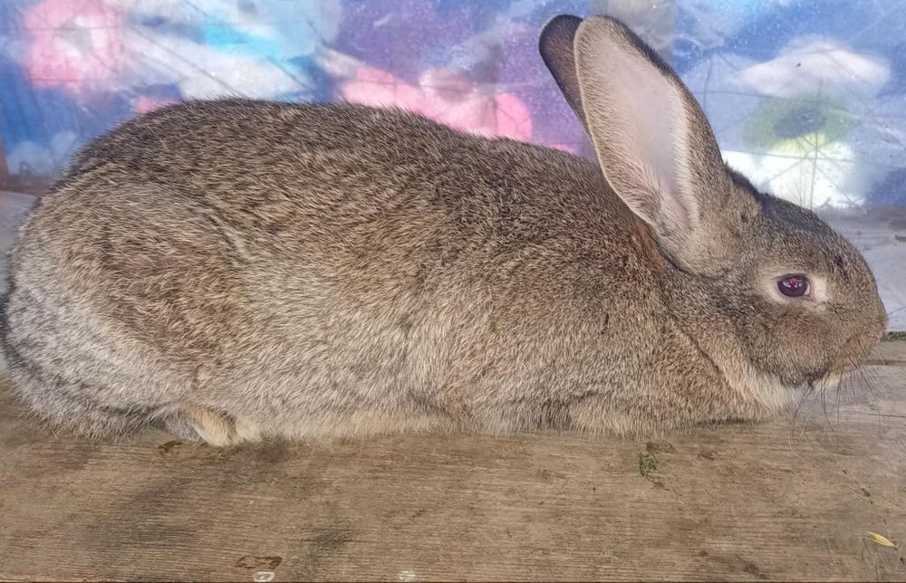 Vând o pereche de iepuri