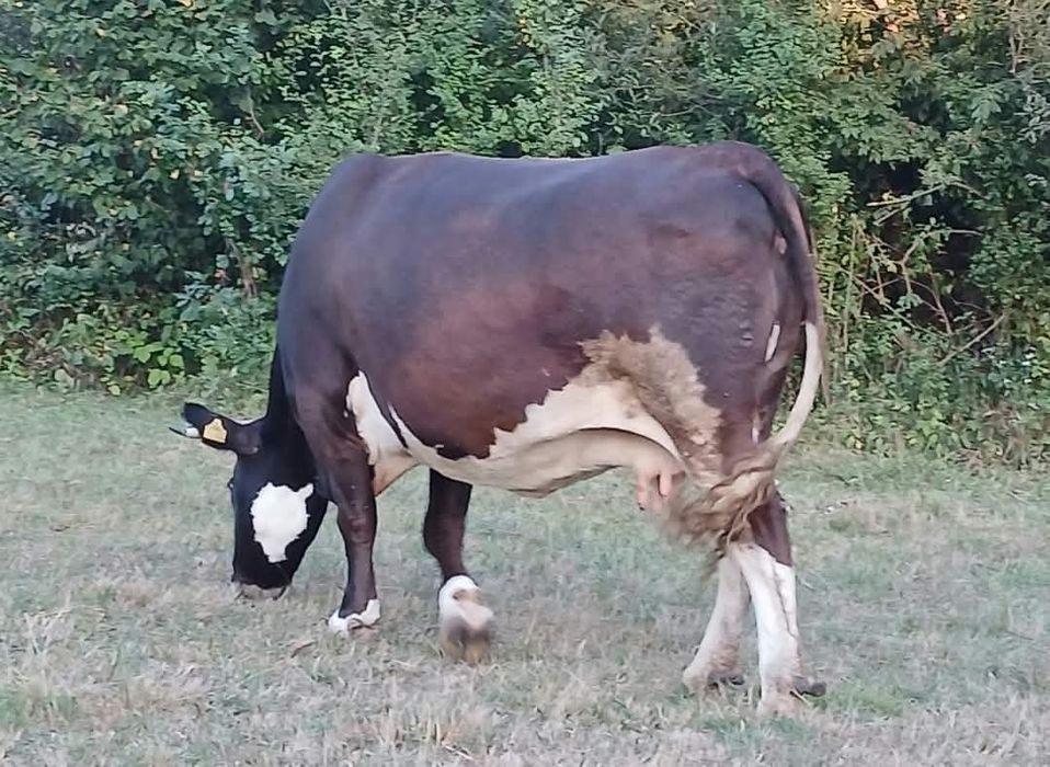 Vacă bună de lapte