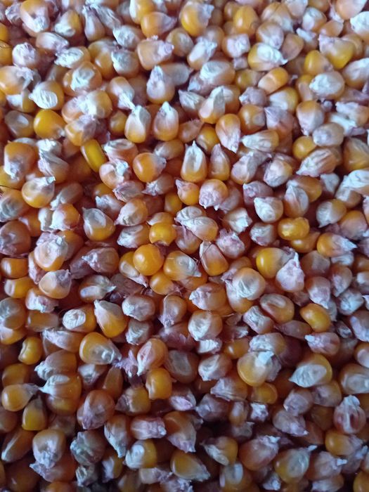 Porumb sticlos bob mărunt de producție 2025