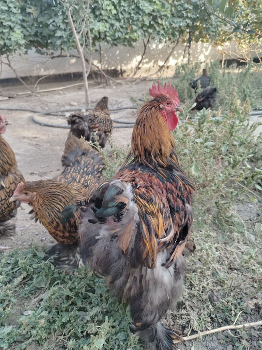 Продам куры конхинхин
