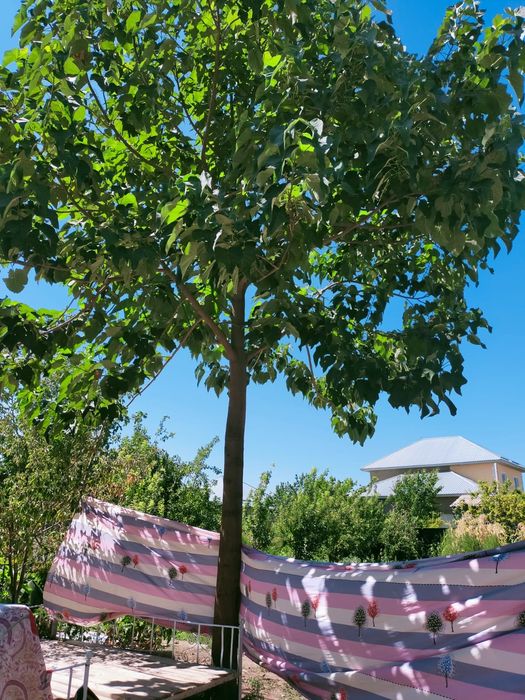 Павловния көшеттері павлония