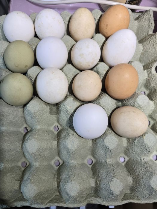 Домашни пресни яйца