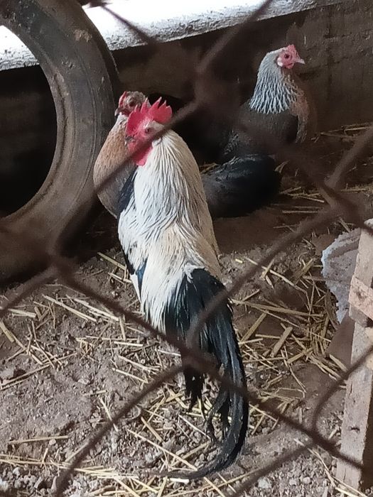 Карликовые куры и петух