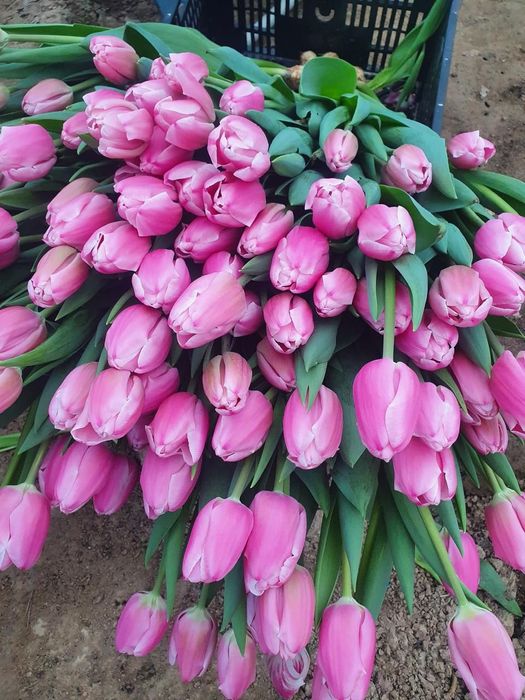 Оптом тюльпаны с теплиц