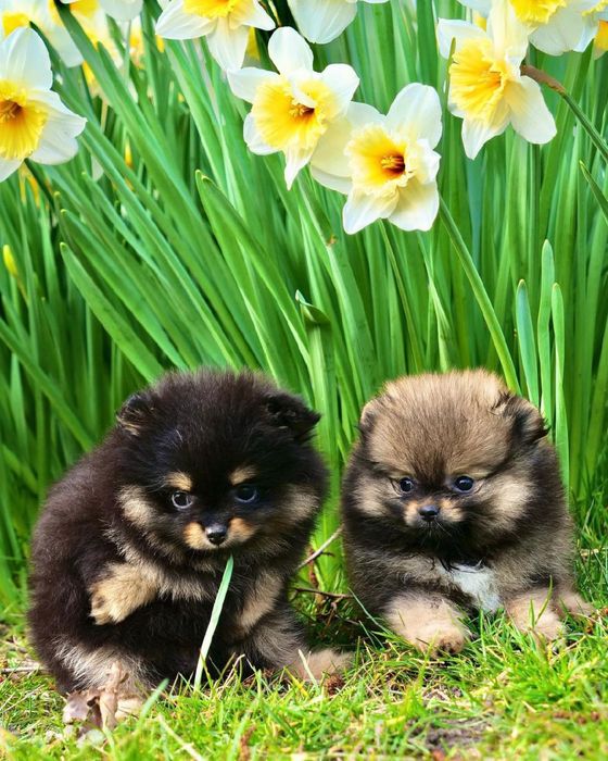 классные Щенки померанский шпиц