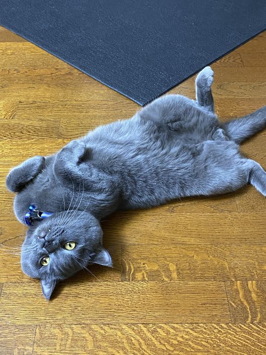 Motan british shorthair blue